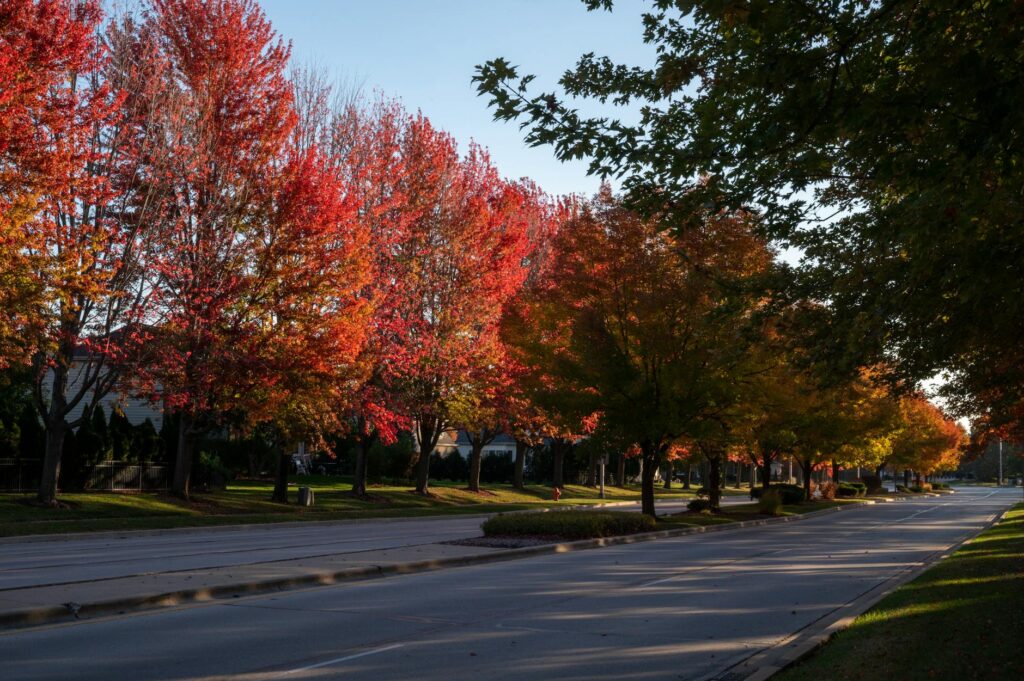 Red maple tree in full spring leaf along a suburban street in New Jersey