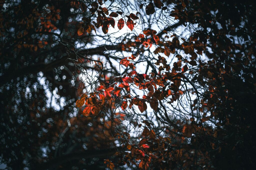 Black gum tree with vivid deep red and purple autumn foliage