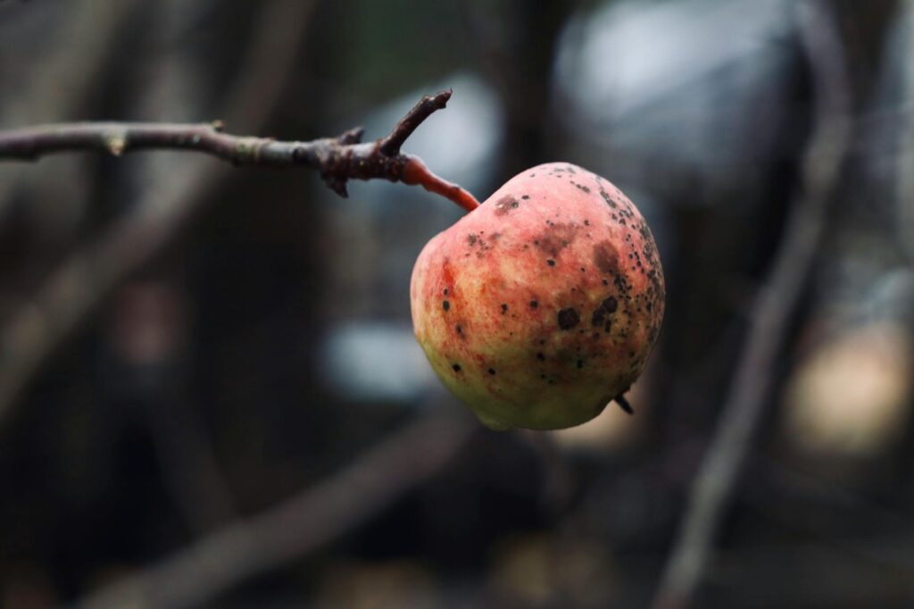 Macro close-up of olive-green apple scab lesions on a fresh spring leaf