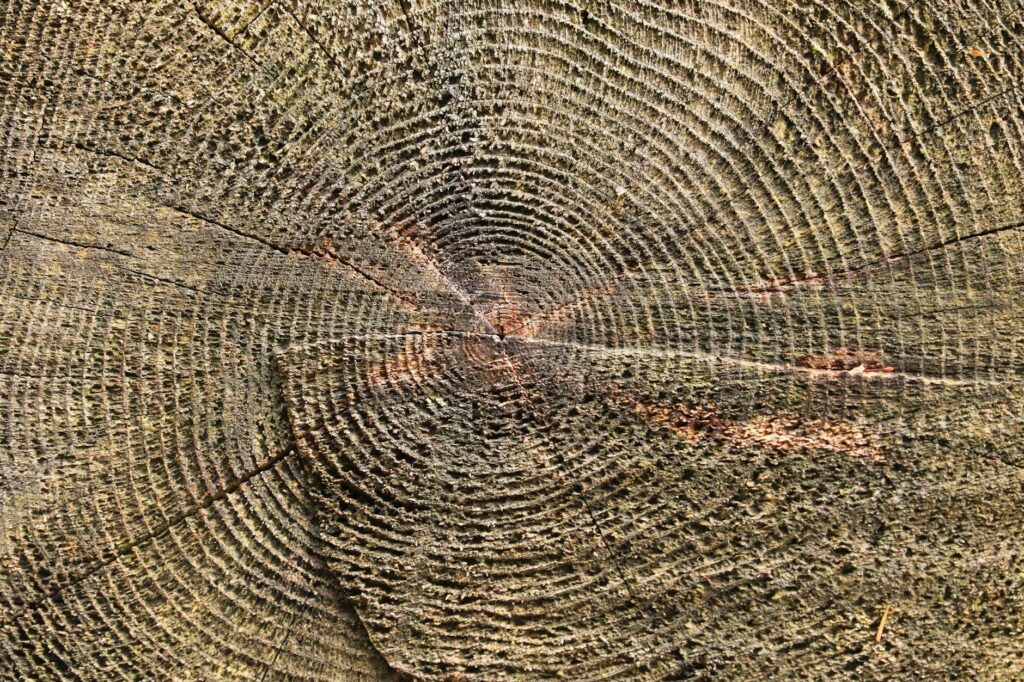 Close-up cross section of tree trunk showing annual rings and wood structure