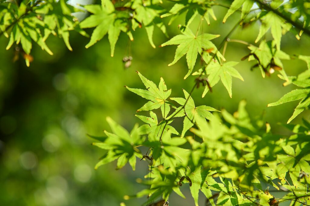 A homeowner looks up at a sparse-canopied red maple in late spring — comparing tree health in a Middletown NJ backyard