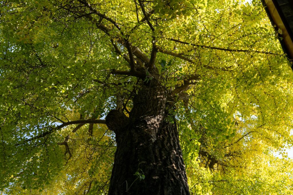 Certified arborist inspecting the canopy and trunk of a large tree for signs of vine damage and structural stress