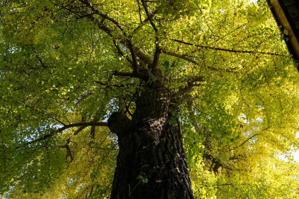 Certified arborist consulting with a homeowner about tree health during a spring inspection in a backyard