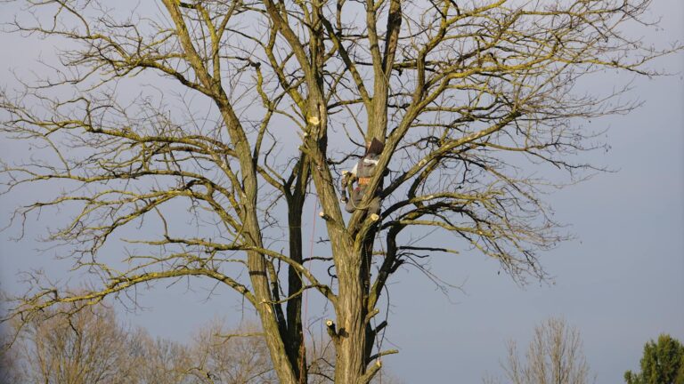 Certified arborist performing proper crown reduction pruning on a large shade tree