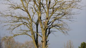 A certified arborist inspects a large tree on a residential property