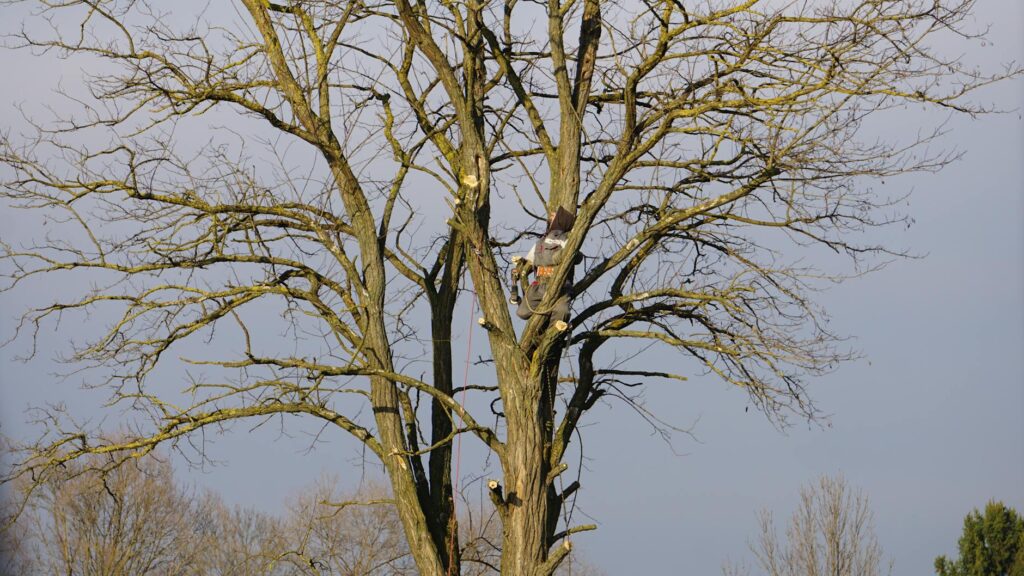 Certified arborist performing an elevated structural inspection of a large tree near a suburban home