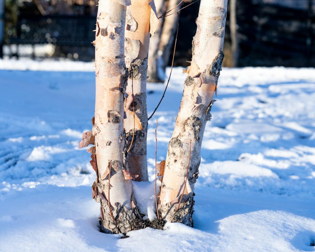 River birch tree showing attractive peeling cinnamon-colored bark in a landscape setting