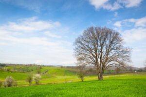 Mature white oak tree with green spring canopy against a blue sky in a Middletown New Jersey backyard
