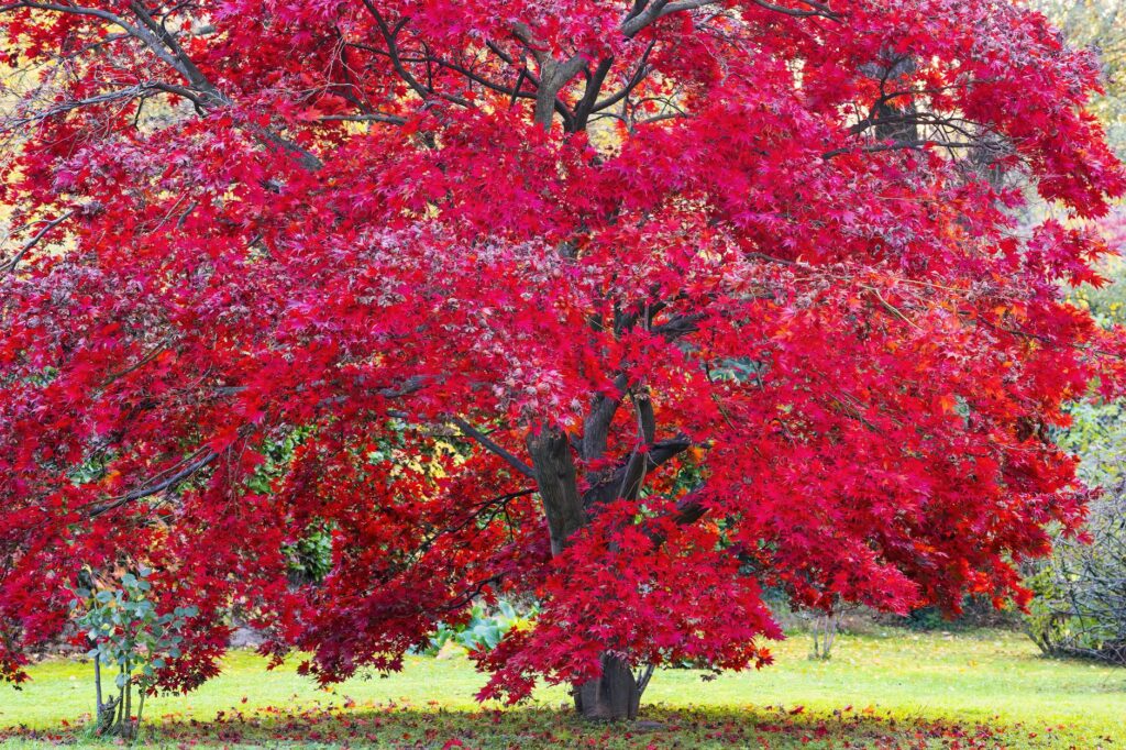 Red maple tree with vibrant scarlet fall color in a residential landscape