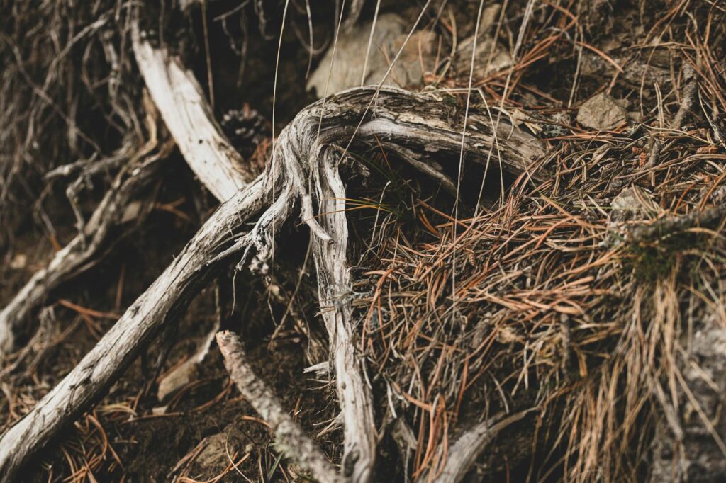 A certified arborist examines the root flare and soil around a mature tree — root zone assessment reveals problems before crown symptoms worsen