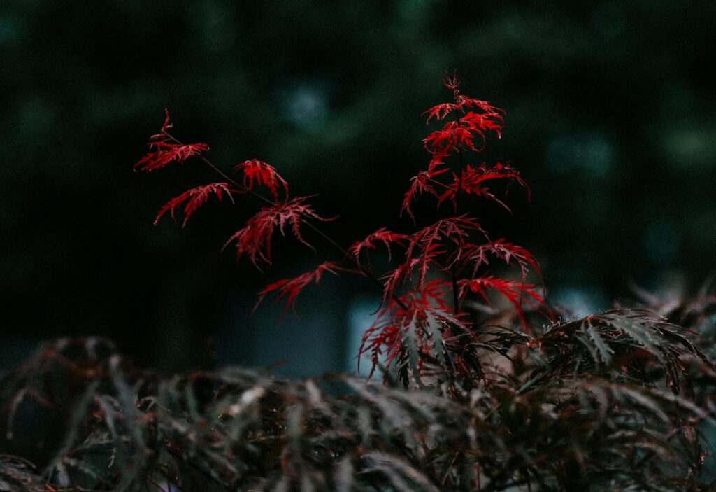 Ornamental Japanese maple with red spring foliage in a Middletown NJ residential garden — a common target for scale insects