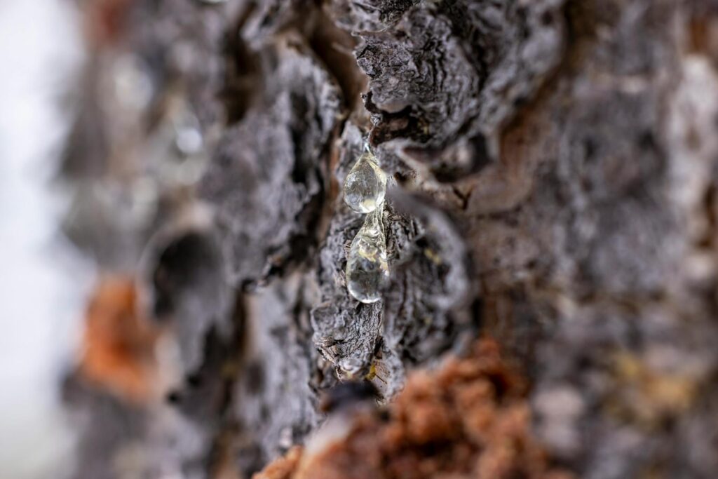 Close-up of sticky honeydew residue on an ornamental tree branch — a sign of active scale insect infestation