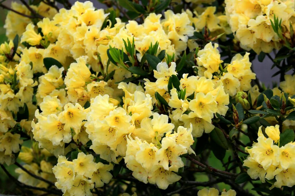 Rhododendron shrub with yellowing and browning leaves indicating root stress in a residential landscape