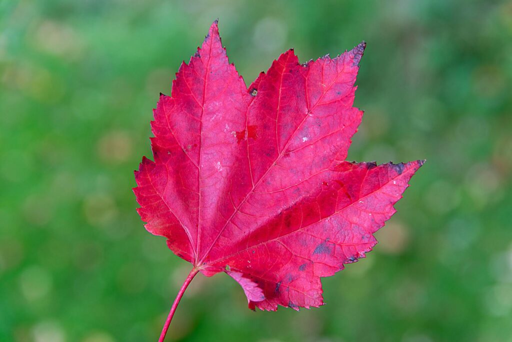 Close-up of red maple Acer rubrum leaves showing characteristic leaf shape on a branch