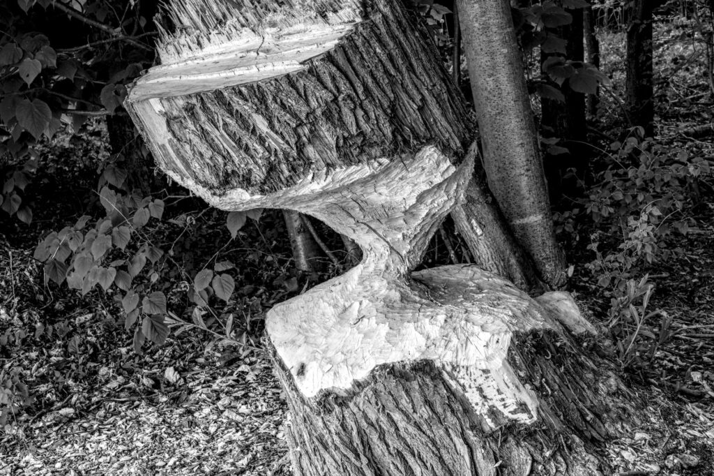 Arborist examining damaged bark at the base of a tree for signs of mechanical injury