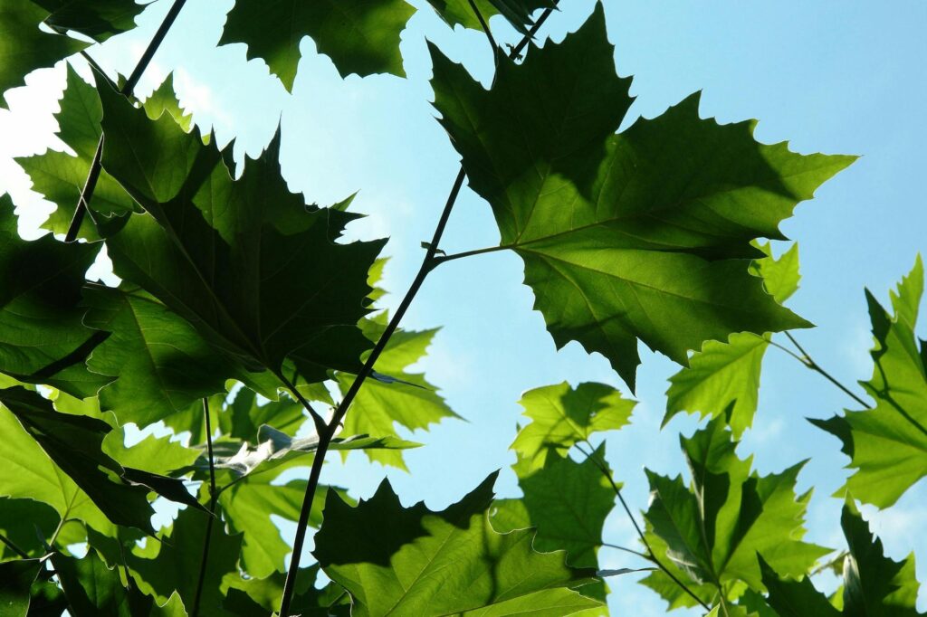 Healthy American sycamore tree with full green canopy in summer sunlight