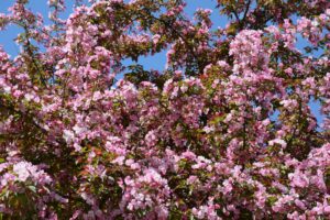 Ornamental crabapple tree in full spring bloom with pink flowers in a residential yard