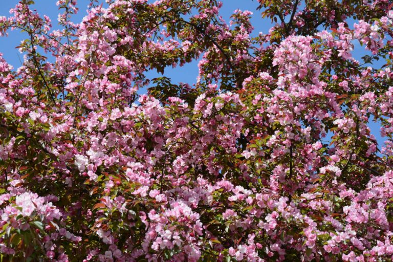 Ornamental crabapple tree in full spring bloom with pink flowers in a residential yard