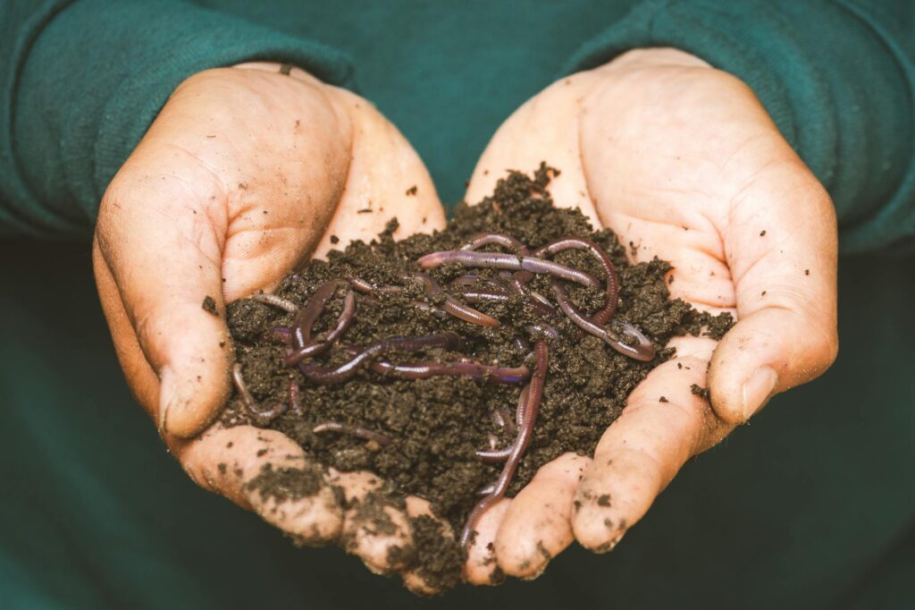 Close-up of earthworm in garden soil illustrating invasive species identification