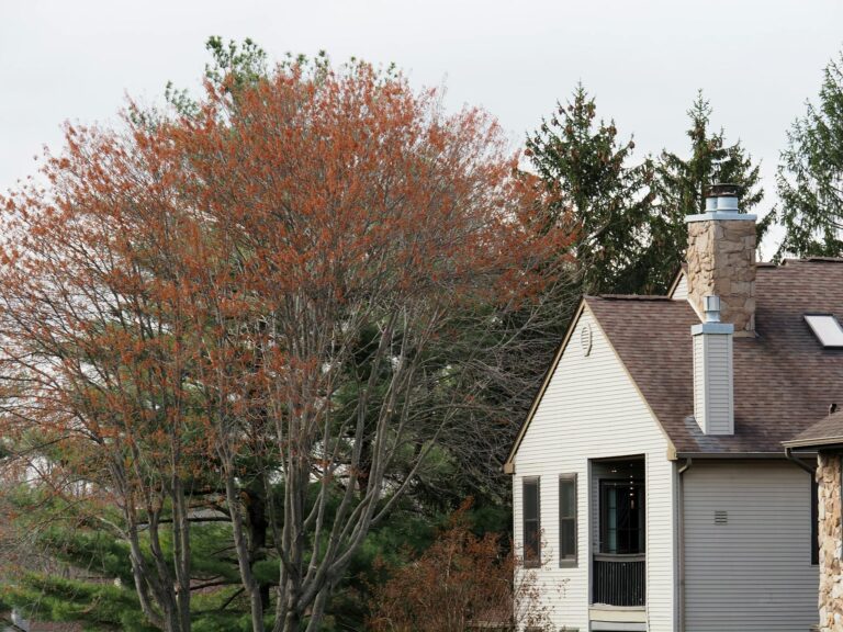 Red maple tree showing asymmetric branch dieback and wilting leaves in a residential yard