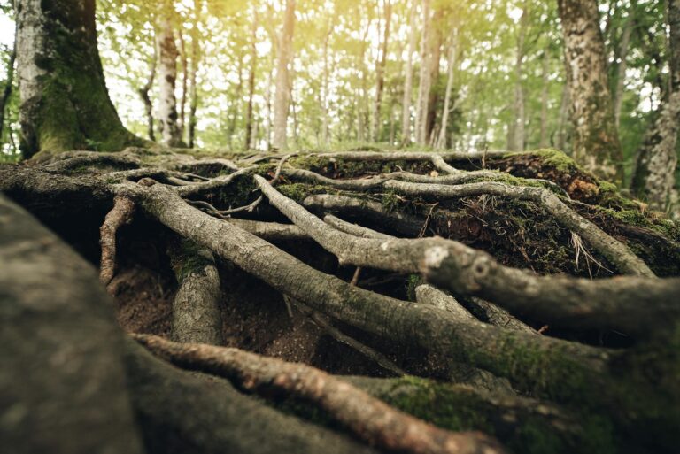 Tree roots exposed at the forest floor showing degraded granular soil from invasive jumping worms