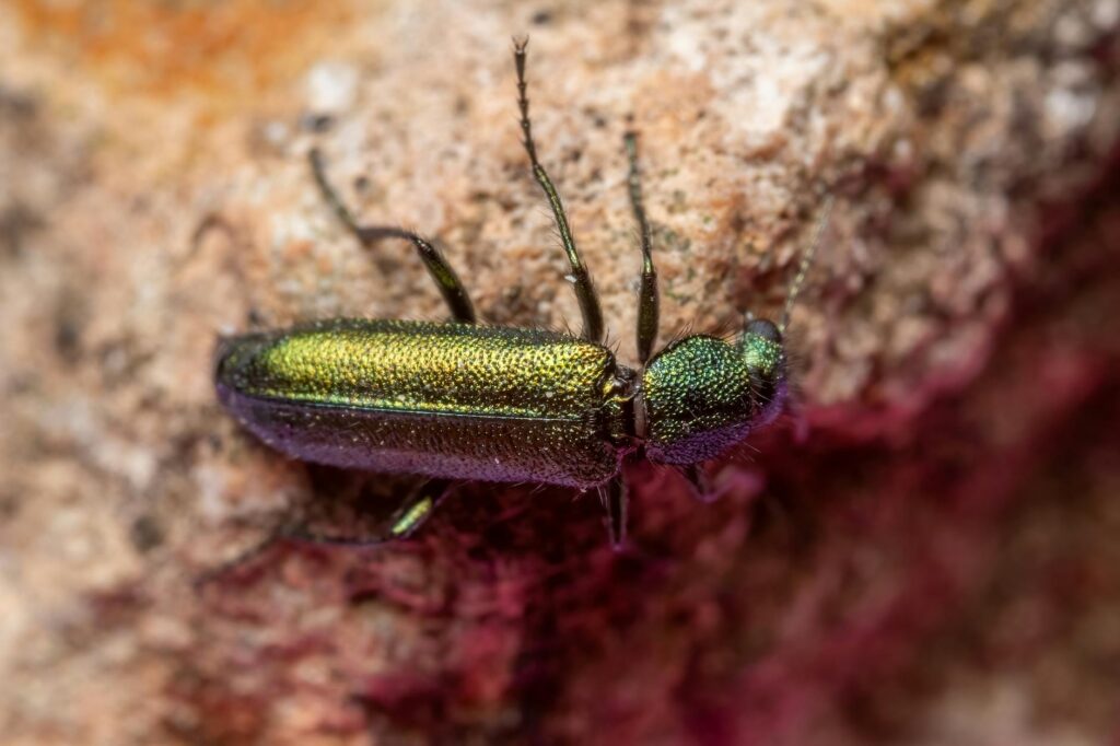 Metallic bronze beetle on tree bark, similar to bronze birch borer Agrilus anxius