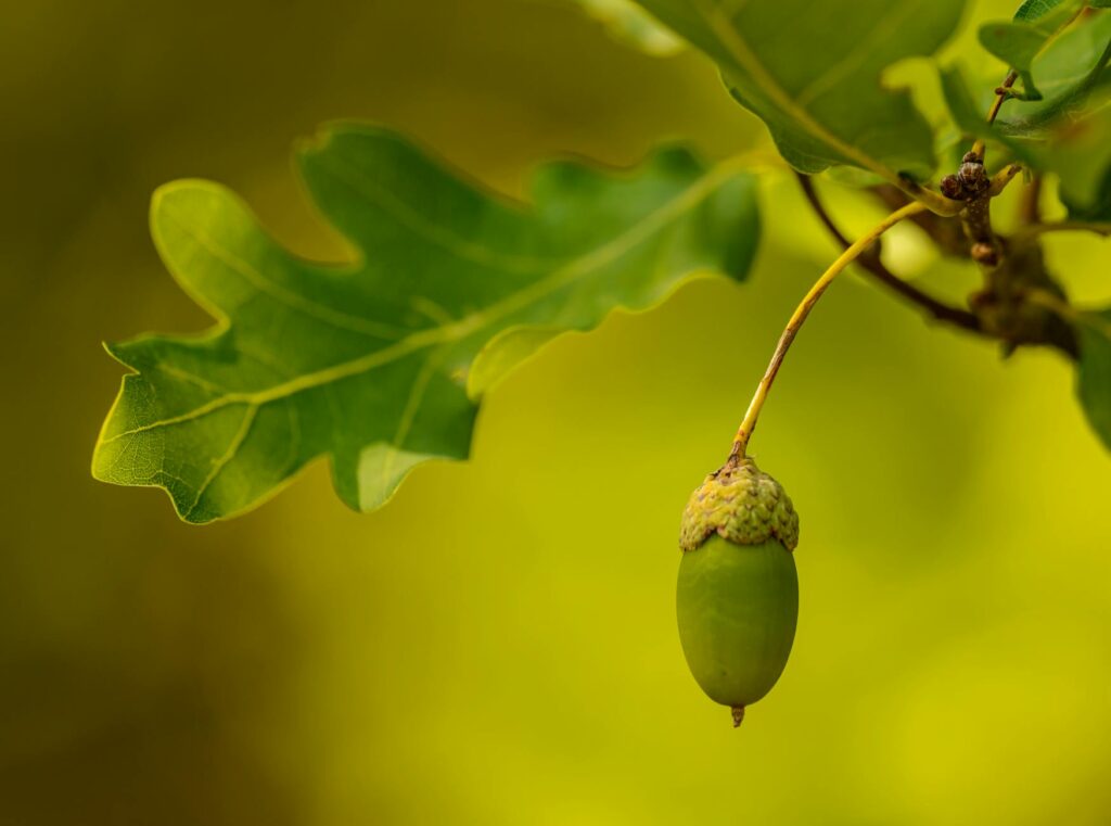 Round oak apple gall hanging from an oak leaf in spring