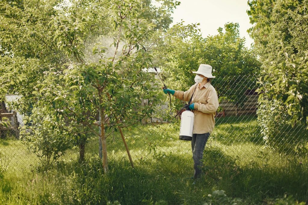 Professional arborist applying pest treatment to an arborvitae hedge