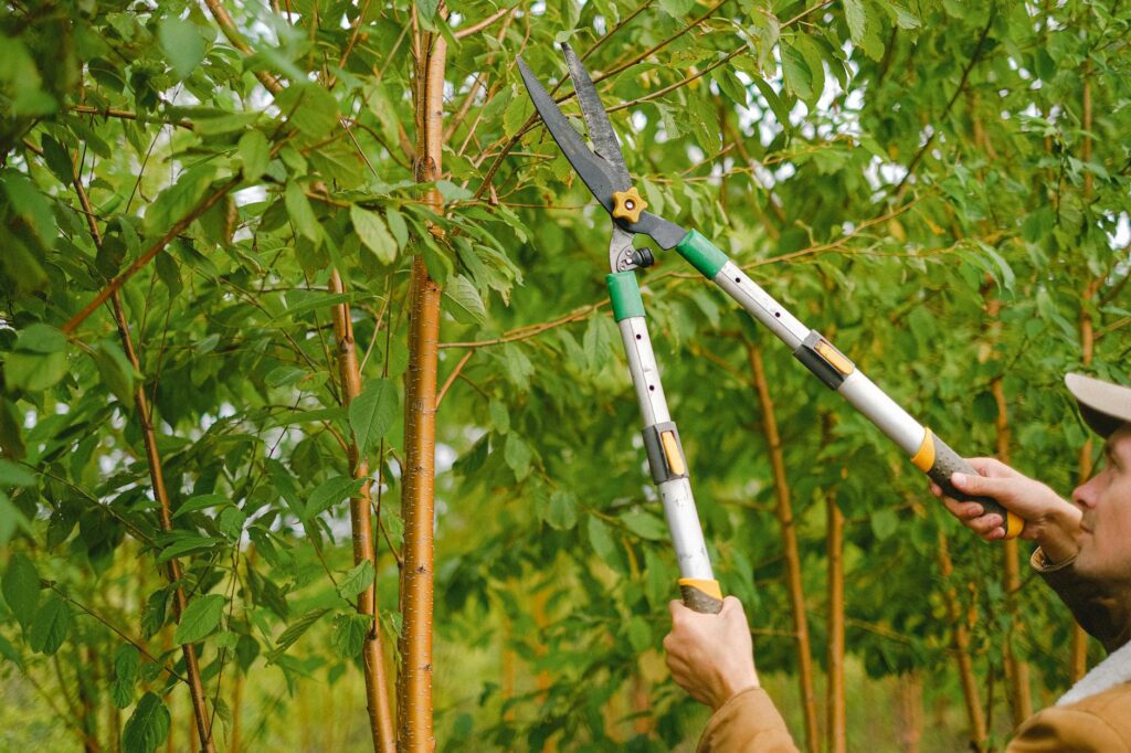 Homeowner pruning a diseased tree branch in a suburban backyard during spring fire blight management