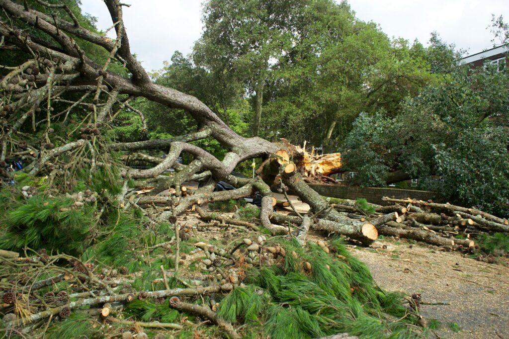 An arborist in safety gear inspecting a cracked storm-damaged limb in a tree canopy