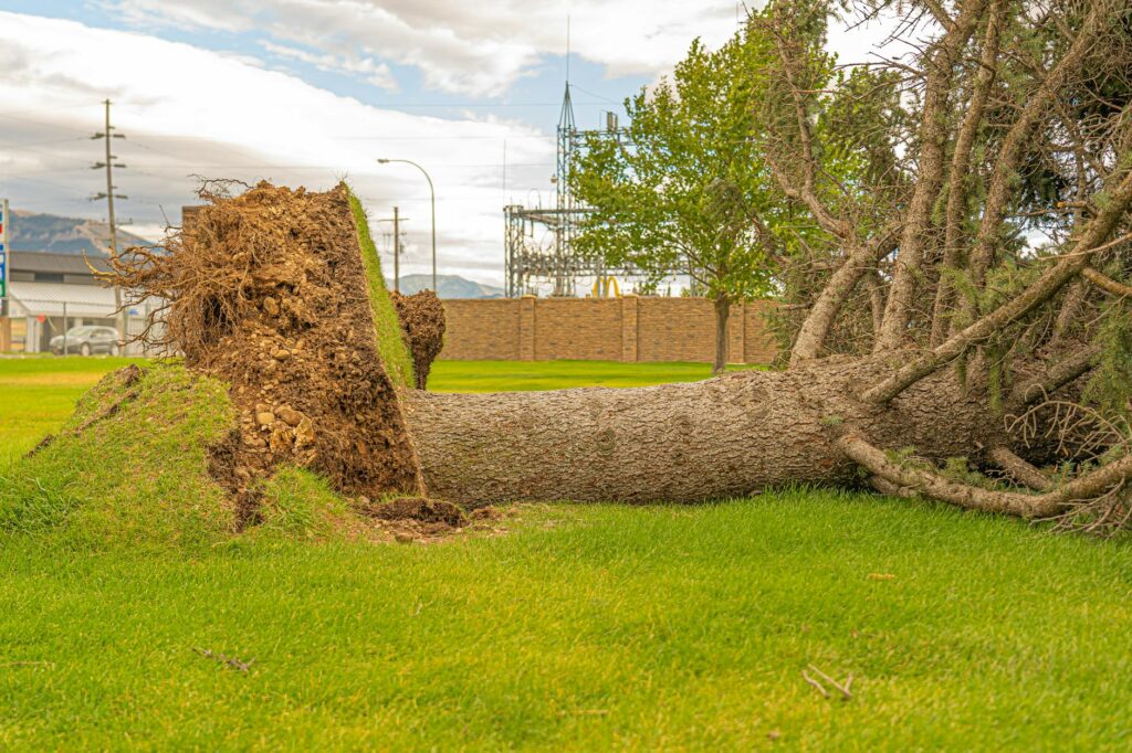 A homeowner examines the base of a large shade tree — understanding root architecture starts at the root flare