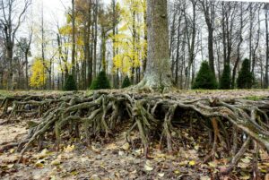 Large surface roots of a mature oak tree spreading wide across a suburban yard — most tree roots are shallow and far-reaching