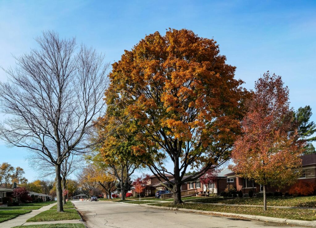 Pin oak street tree planted in a suburban sidewalk strip showing constrained root conditions