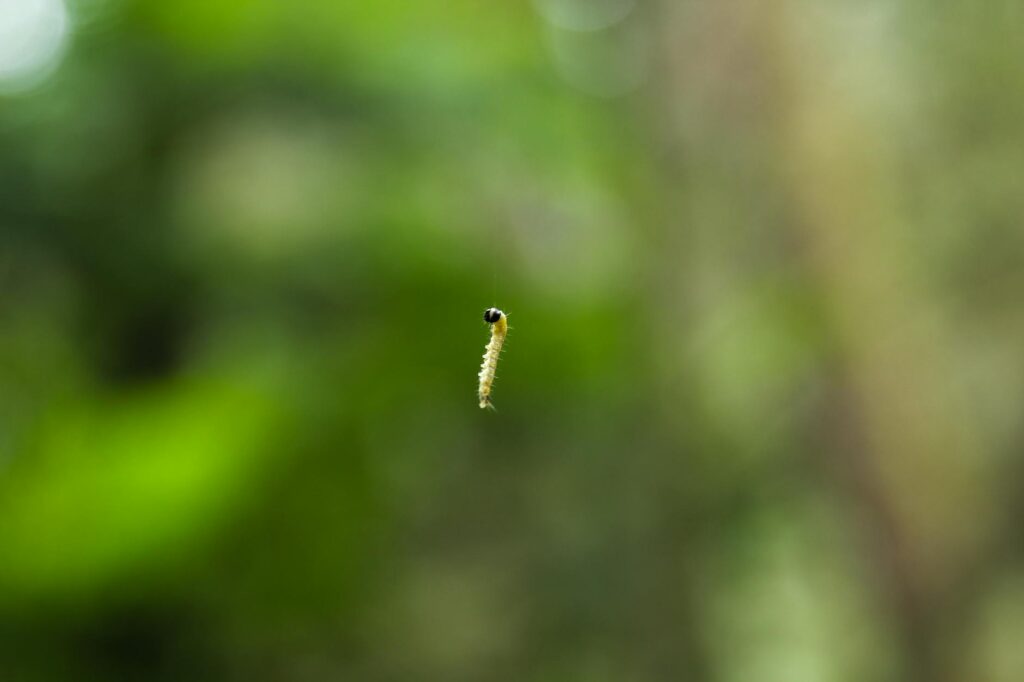 Bagworm silk bag camouflaged on an evergreen tree branch