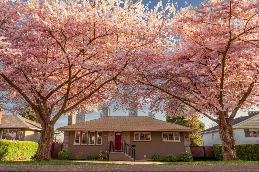 Certified arborist conducting a spring health inspection on a large shade tree in a residential yard