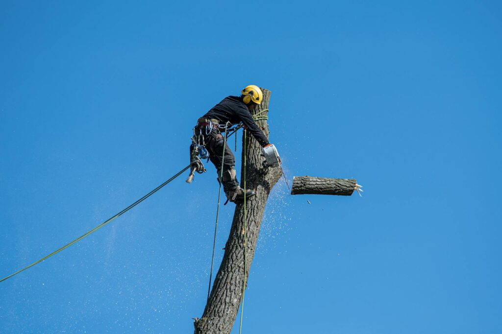 Professional arborist performing tree removal with chainsaw in residential yard