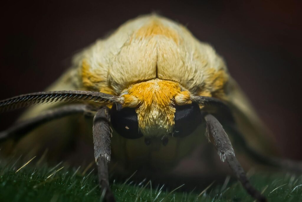 Close-up macro photograph of tiny insects feeding on the underside of a leaf