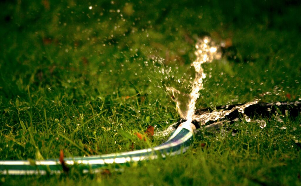 Soaker hose coiled in a ring around a shade tree's drip zone for slow deep watering