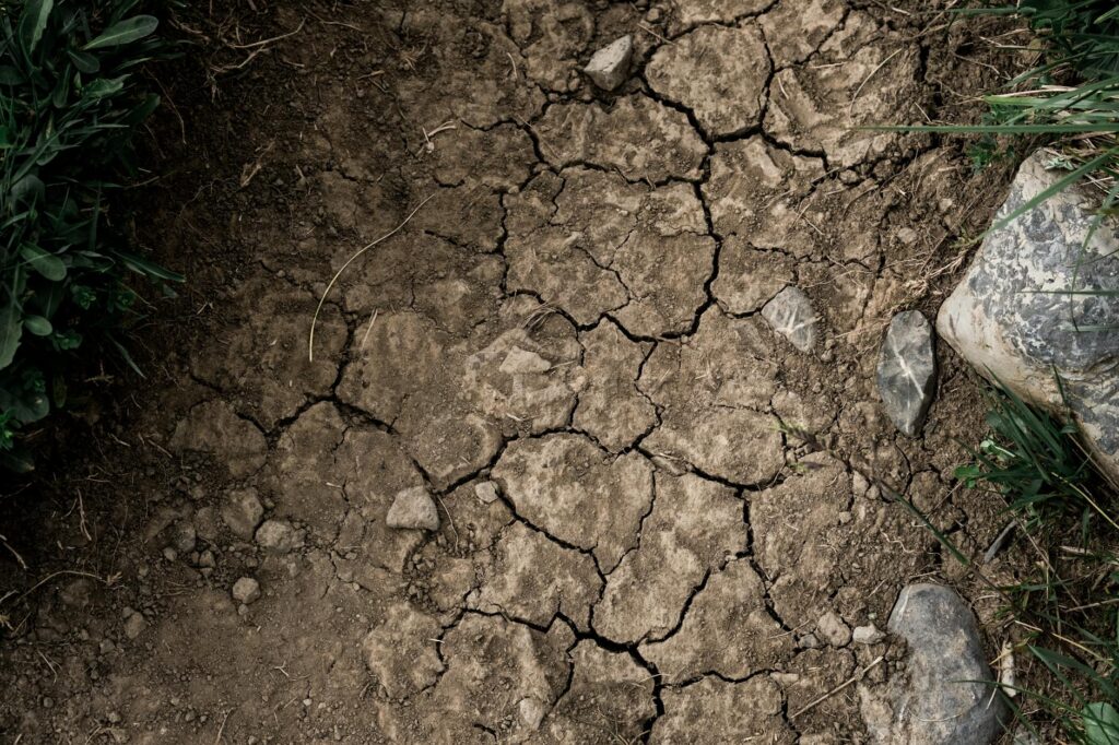 Dry, cracked soil around the base of a tree during a spring drought