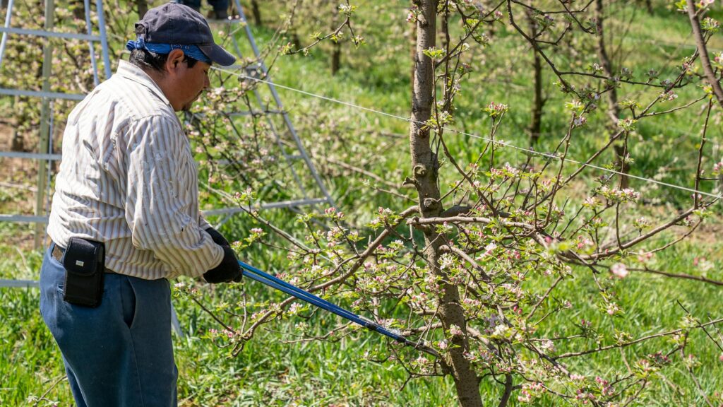 Arborist pruning a tree branch with bypass loppers, tool sterilization is critical during fire blight season