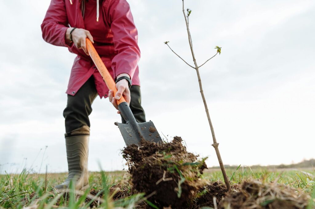 Tree being planted with root ball positioned at correct depth in a wide planting hole