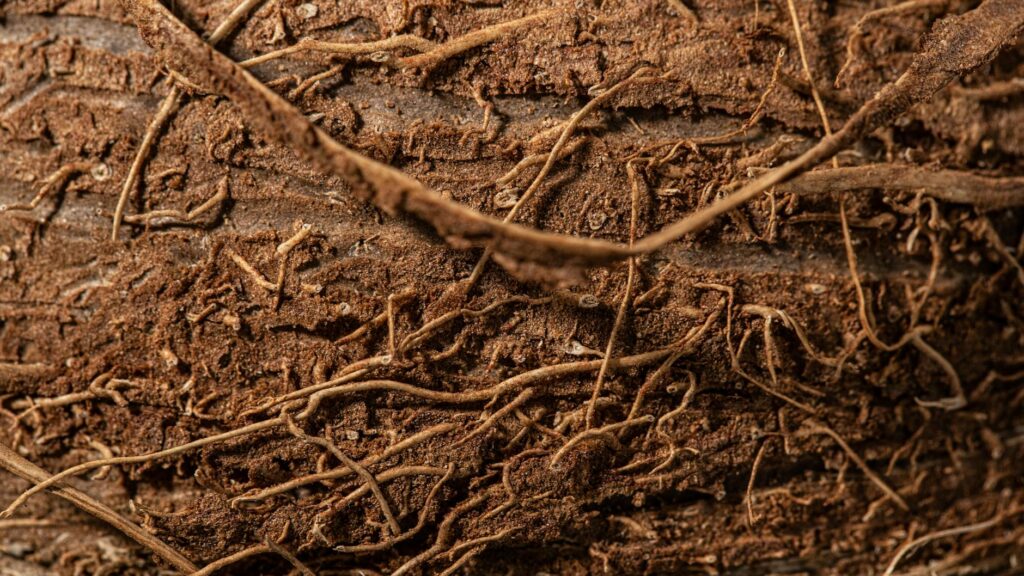 Fine feeder roots and mycorrhizal fungi in forest soil — the shallow absorptive root zone is the most biologically active layer