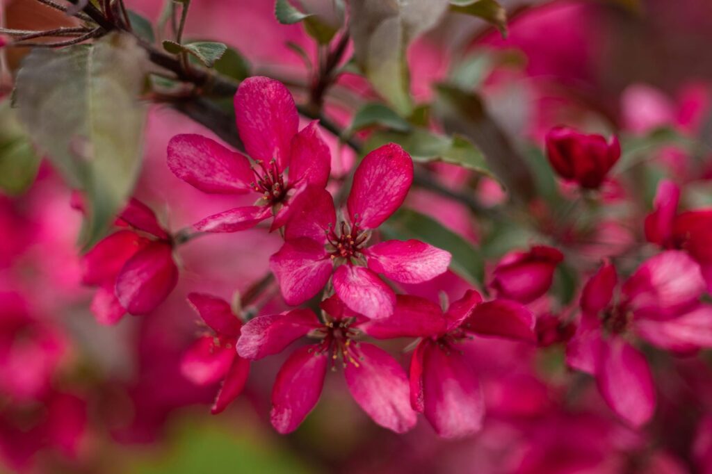 Prairifire crabapple tree in full spring bloom with deep pink flowers in a suburban yard