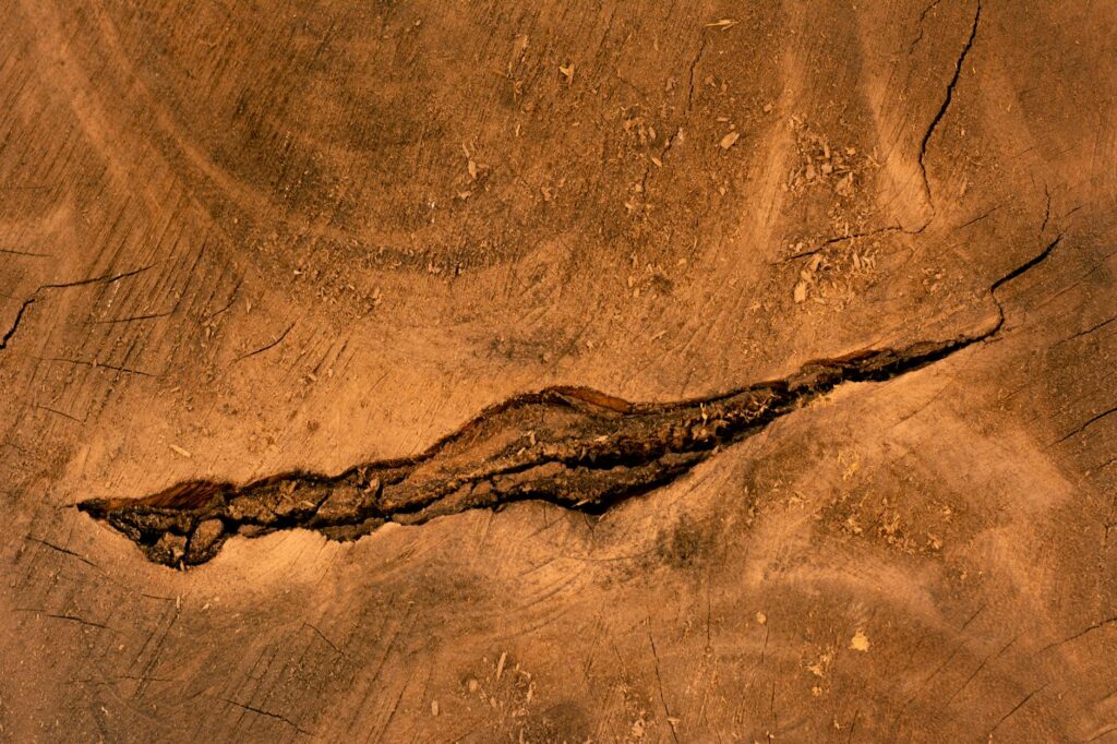 Close-up of tree bark showing cracks and potential structural defects