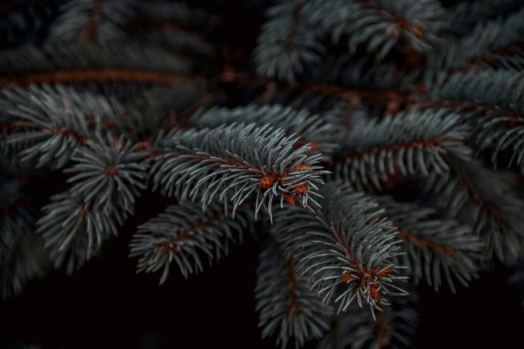 Close-up of browning spruce needles showing early signs of fungal disease