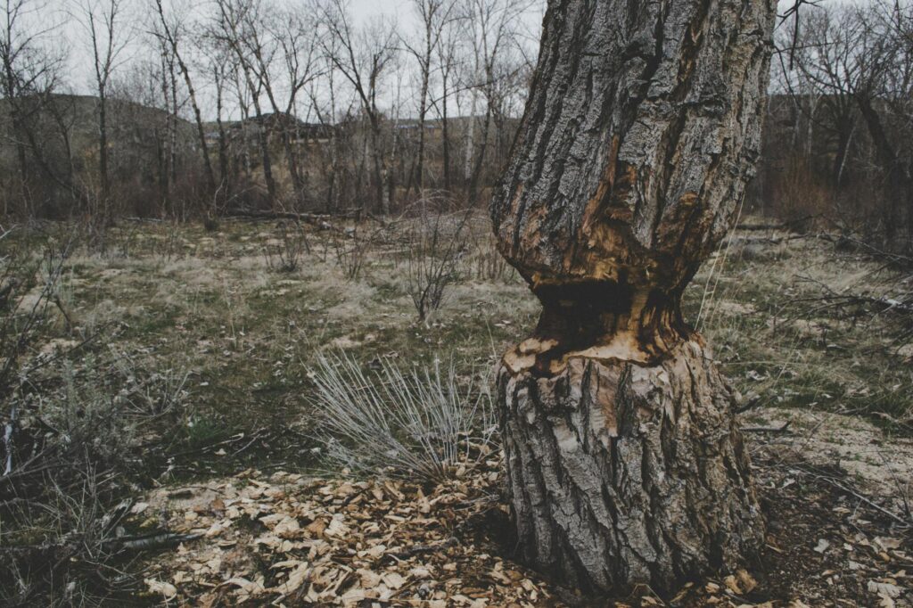 A tree trunk showing long bark damage from a direct lightning strike