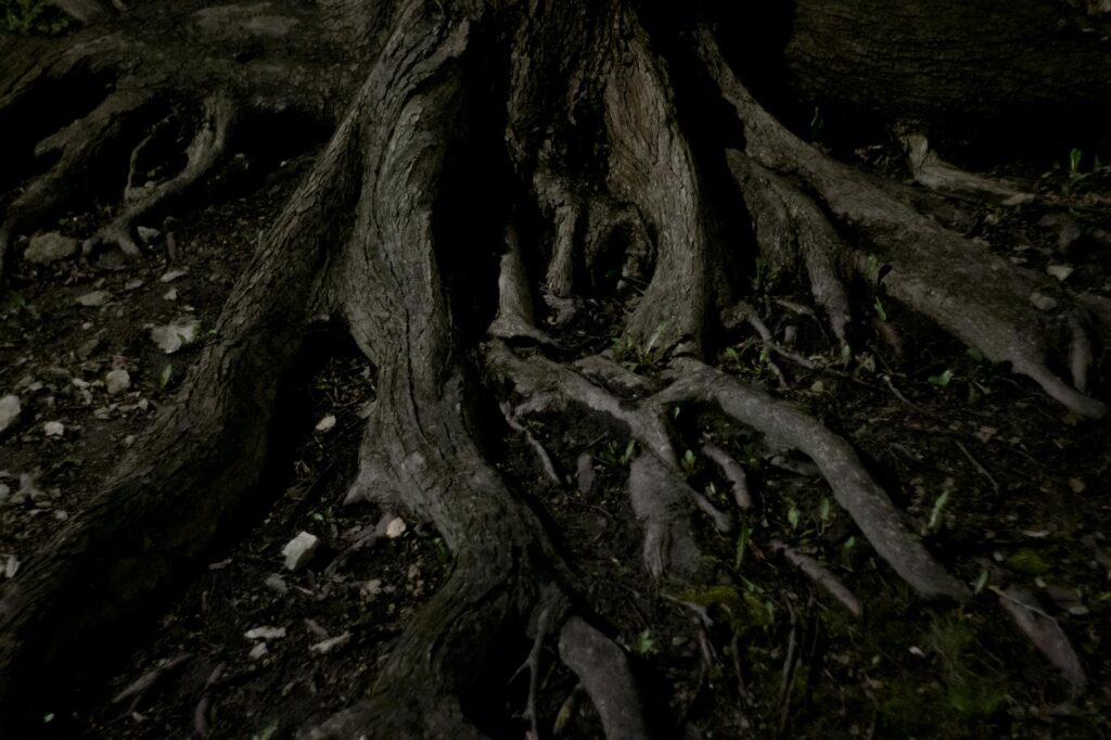 Certified arborist kneeling at the base of a tree to inspect the root collar for girdling roots