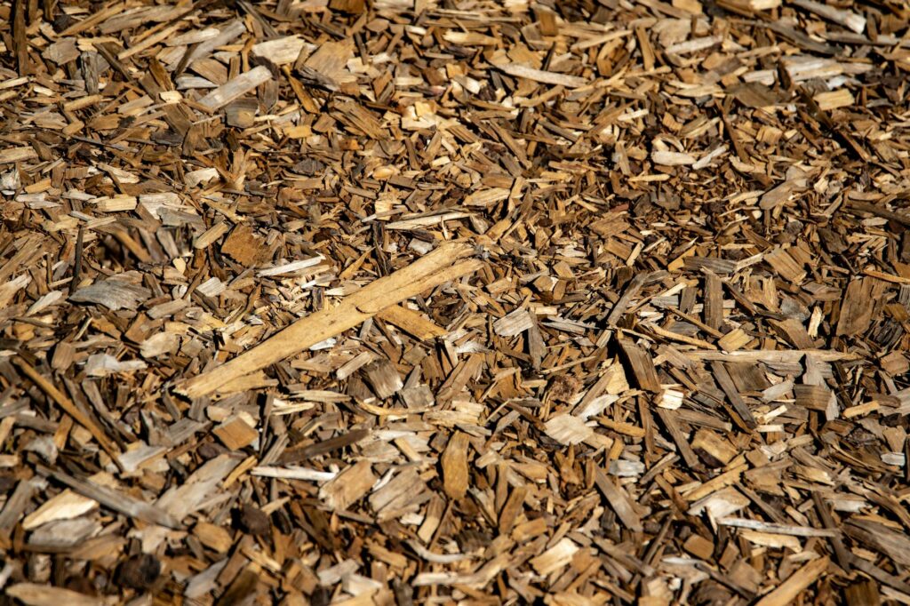 Fresh wood chip mulch ring applied around the base of a mature oak tree