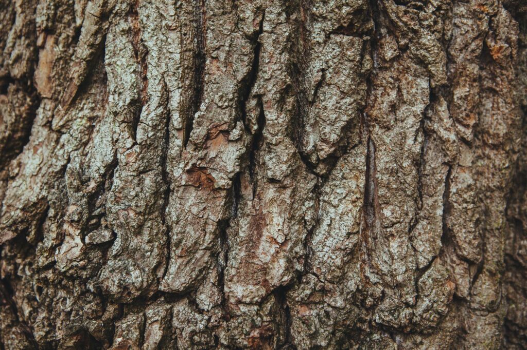 Close-up of two co-dominant tree stems showing included bark and a tight V-shaped union with structural weakness