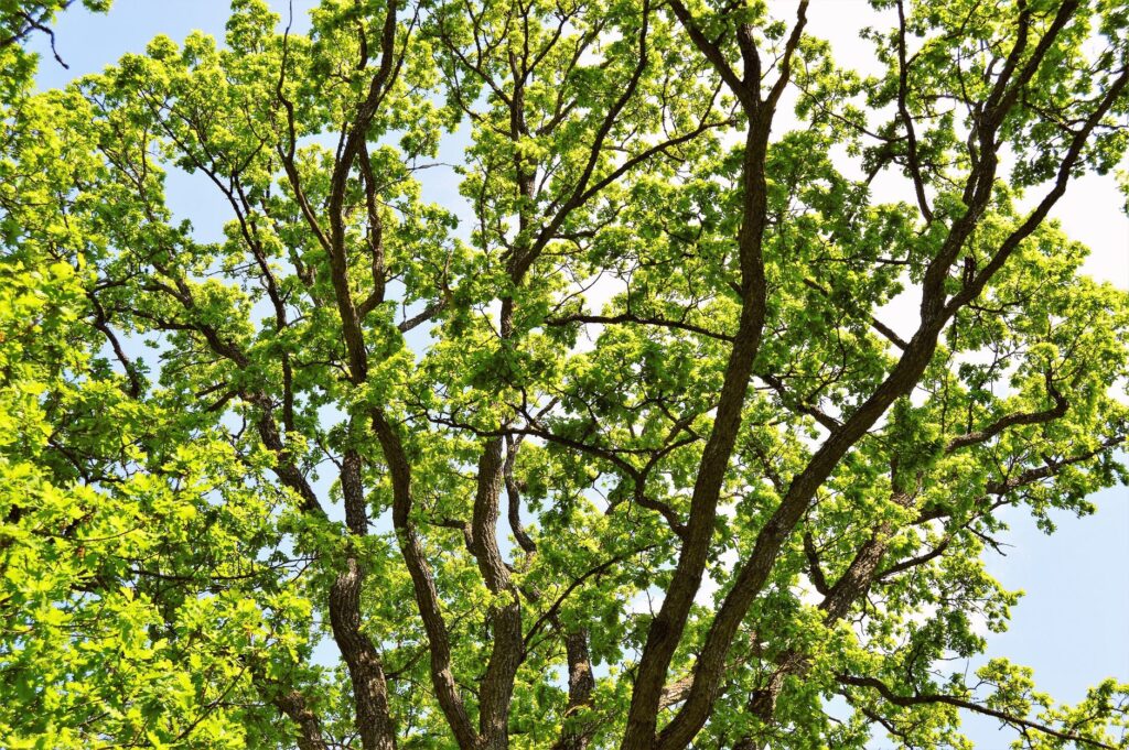 Mature white oak tree with full summer canopy in a New Jersey landscape